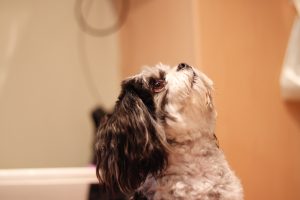 maltese shih tzu