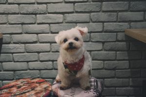 maltese shih tzu dog