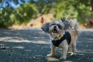 maltese shih tzu