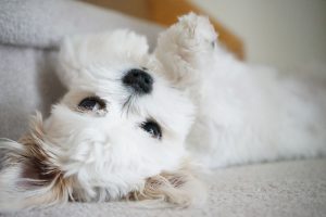 maltese shih tzu lying down