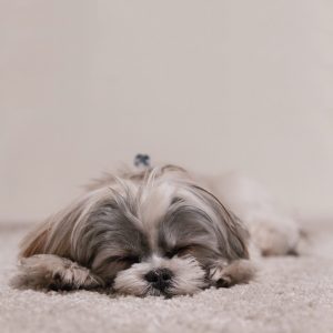 sleeping maltese shih tzu