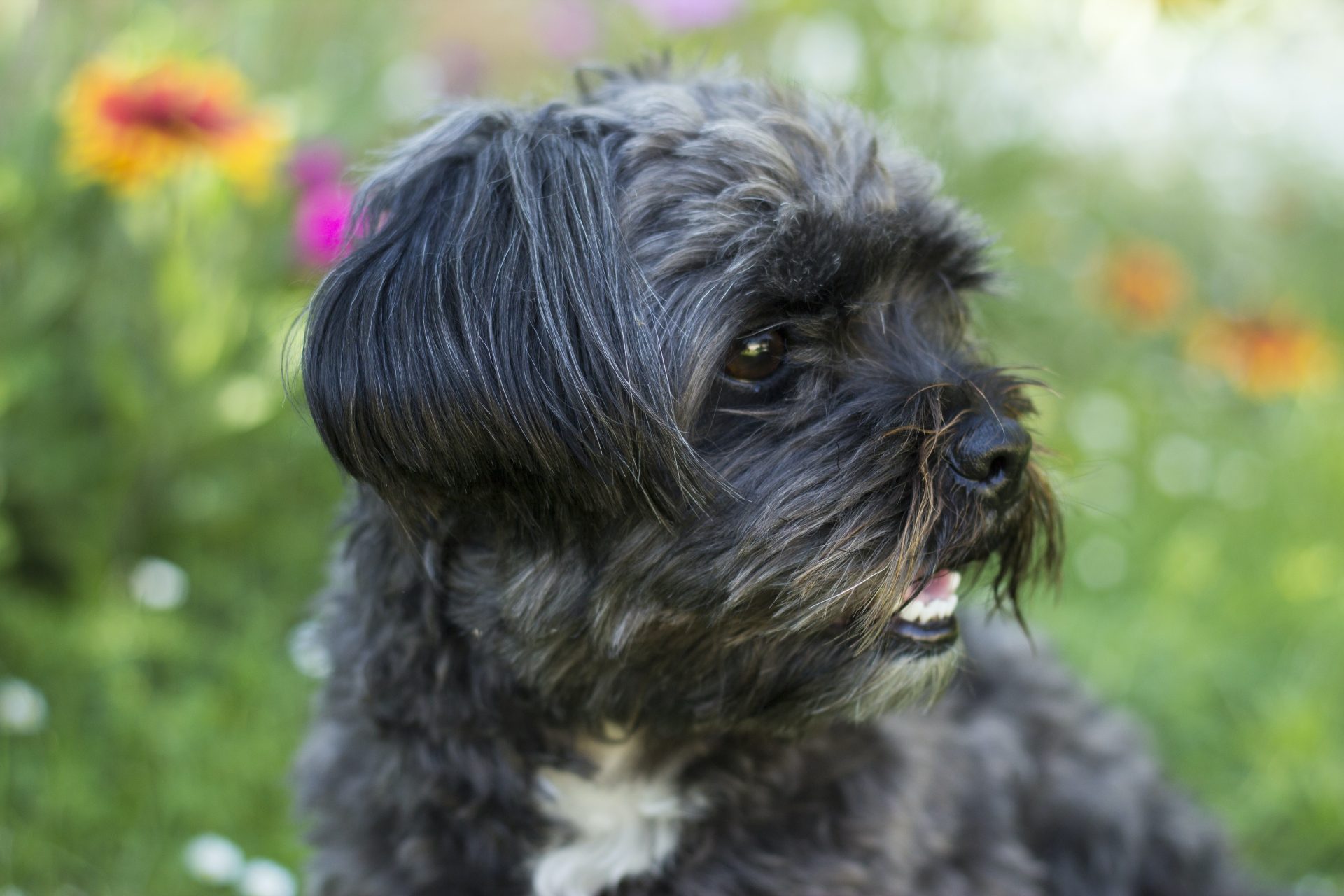 black maltese shih tzu