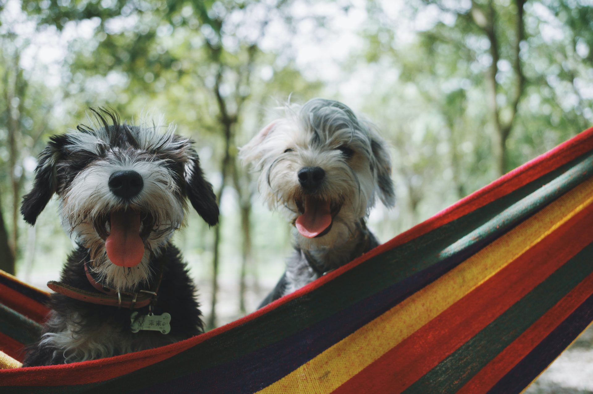 two malshis on a hammock