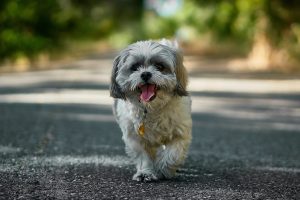 malshi walking on path