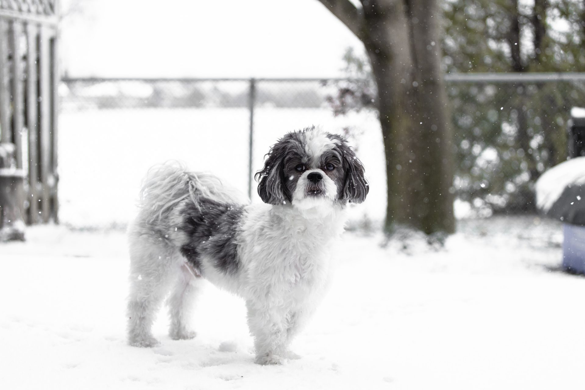 maltese shih tzu in snow