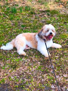 malshi on a leash